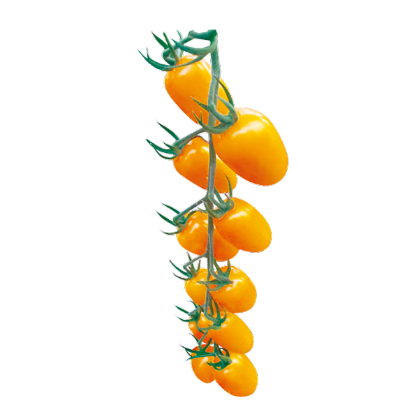 濃密クリスピーミニトマト　黄